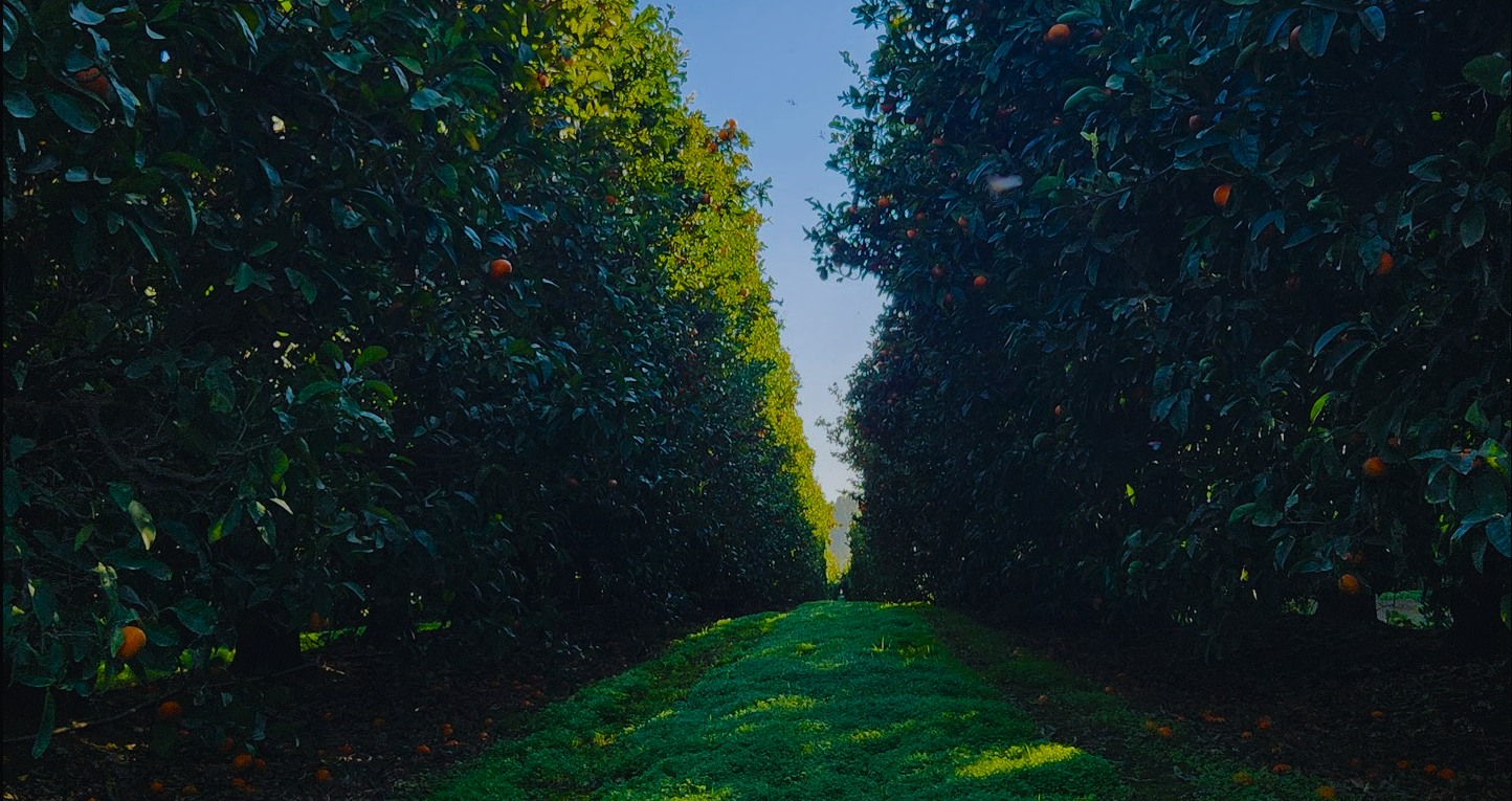 Carbonated Irrigation in a Tempranillo Vineyard: What the Research Shows